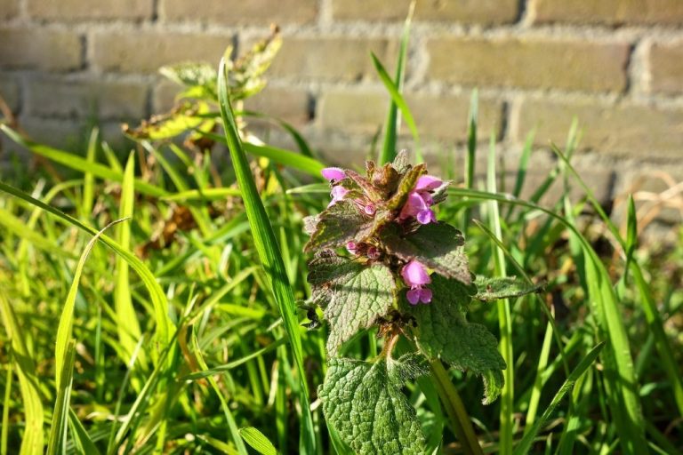 How to Control and Get Rid of Henbit Weeds Heat Pump Installations