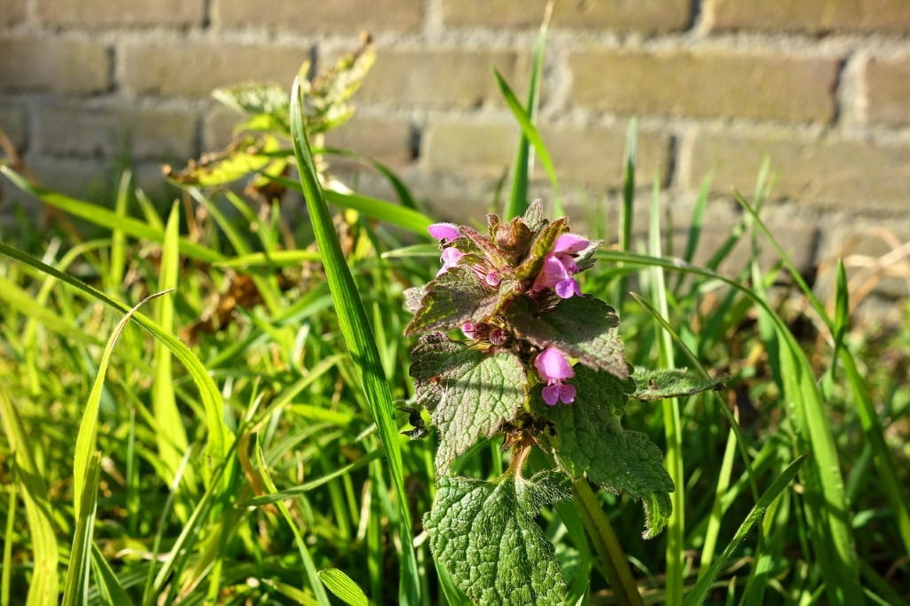 Red dead nettle,flower,plant,leaves,grass - free image from ...